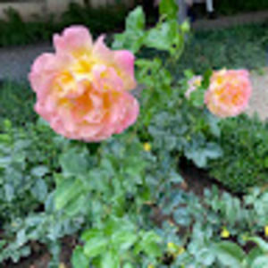 Meet your Posher, Myrielle